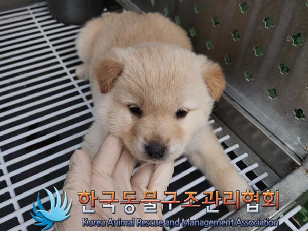 종료(안락사) 믹스…